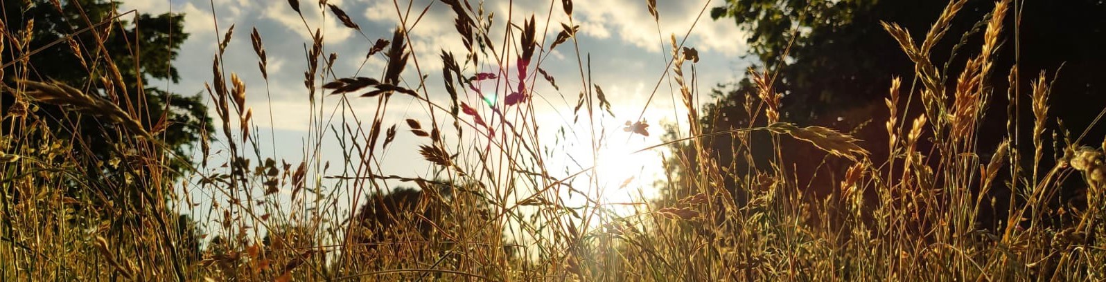 Gras im Gegenlicht